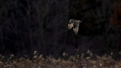 En natt i månljus och mötet med ugglans visdom