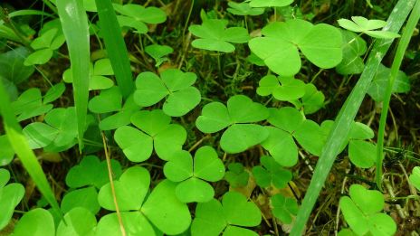 Harsyrans mjuka viskningar