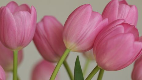 Alternatívna medzi tradíciou, prírodou a vedou