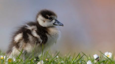 Astrológia: Tajomstvo hviezd a nášho osudu