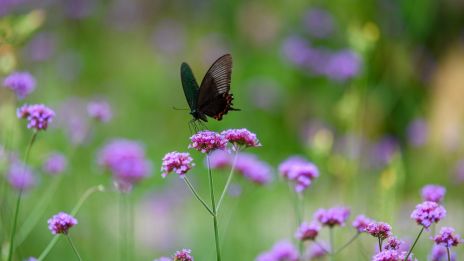 Makrobiotika a ajurvéda.