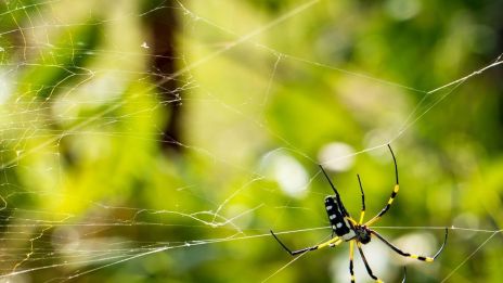 MAGICKÁ SÍLA PŘÍRODY