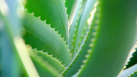 ALOE VERA