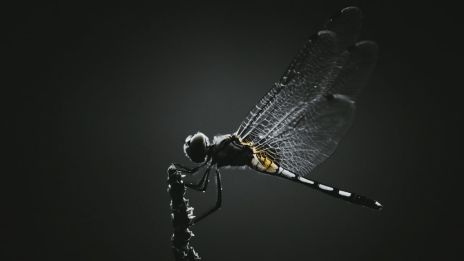 Co nám vzkazují vážky