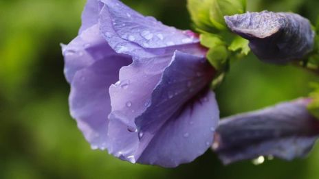 Ibišky známe i neznáme