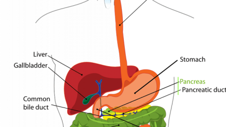 Když játra volají o pomoc