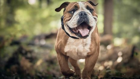 A buldog