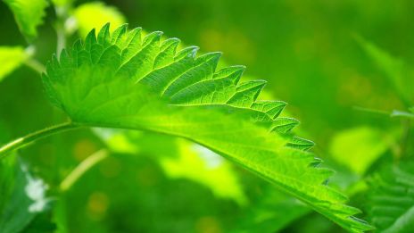 A csalán gyógyító ereje