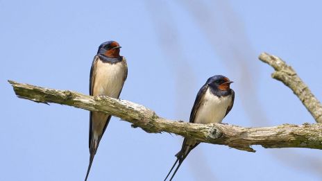 A füsti fecske vándorlási szokásai és életciklusának fontos állomásai