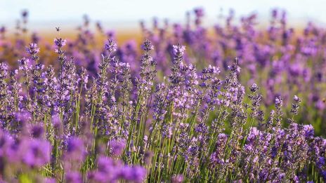 A levendula nyugtató hatása: hogyan segít a stressz kezelésében