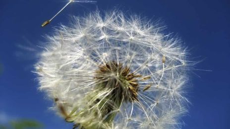 A pitypang jelentése