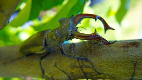 A szarvasbogár: Az erdők titokzatos óriása