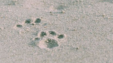 A vadon élő állatok nyomozása: Hogyan használhatjuk a nyomokat és jeleket az állatok követésére?