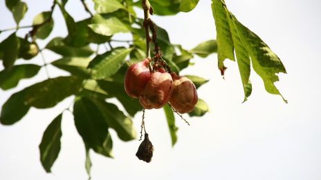 Ackee