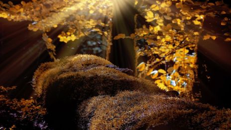 Az őszi erdő hívása – a csend gyógyító ereje