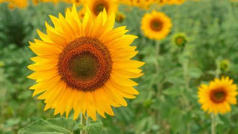 Úgy gondolom tudok cigánykártyát vetni