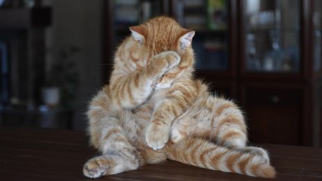 Bűntudat és szégyen oldása