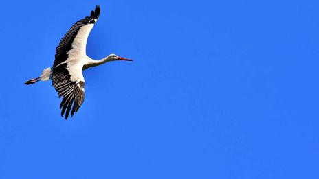 Gólyák elköltözése: A nagy utazás