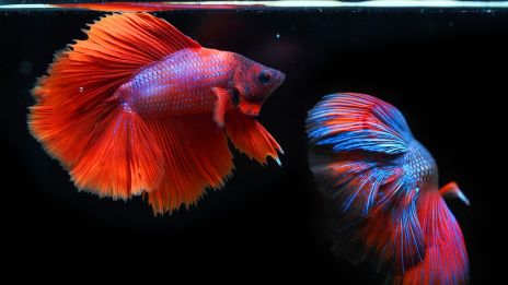 HALAK jegyű gyermek jellemének árnyoldalai