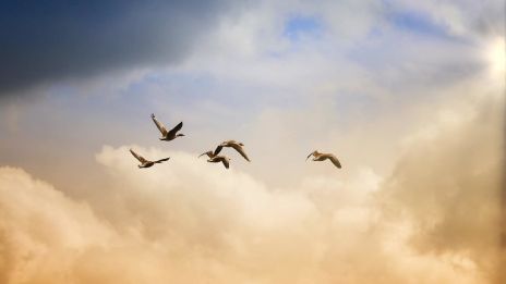 Hogyan segíthetünk a hazai madárfajoknak a téli hónapokban