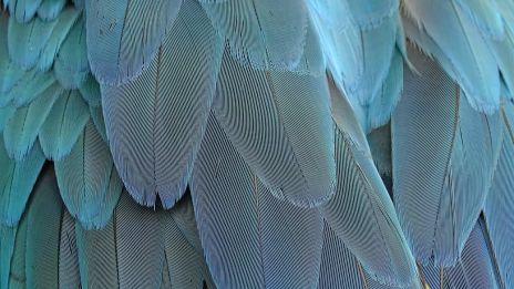 Indiánok és a toll