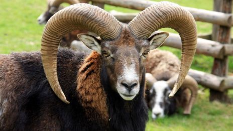 Milyen a KOS jegyű gyermek az iskolában ha rosszalkodik