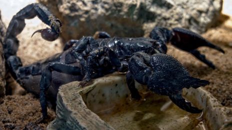 Milyen a SKORPIÓ jegyű gyermek a tanulás közben?