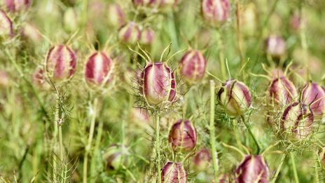Milyen a SZŰZ jegyű gyermek a barátaival ha jó