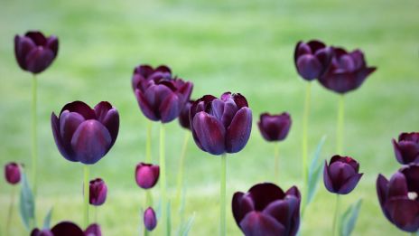 Minek a jelképe a fekete tulipán