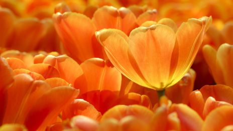 Narancssárga színterápia