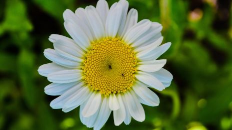 Szeret vagy nem szeret?