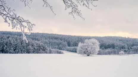 Téli Kertápolás: Hogyan Gondoskodj a Kertedről a Hidegben?