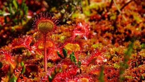 Védekezés a vallási szekta káros hatásával szemben