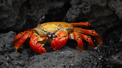 Házasság két RÁK jegyű ember között