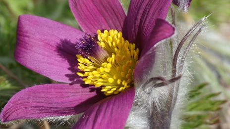 BACKSIPPAN, EN BLOMMA AV STILLHET, MOD OCH MYSTIK