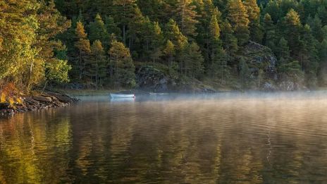 Nu viskar skogen