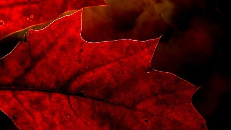 Skogen lyser i rött