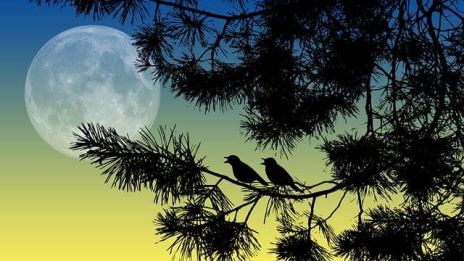 Idag har vi fullmåne i Vågen.