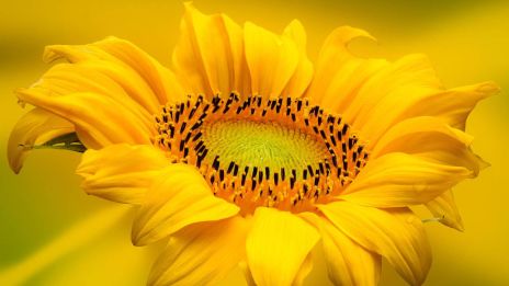 Allt du bör veta om färgen gul i färgmagin