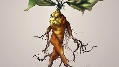 Alruna och andra häxväxter…