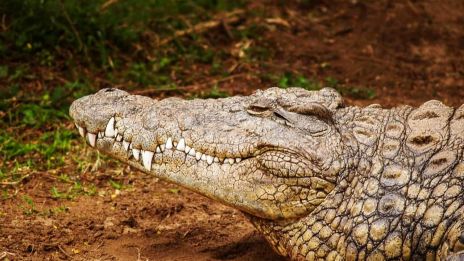 Älvan och Krokodilen: En Tragisk Kärlekshistoria Bland Seychellernas Öar