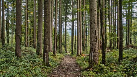 Skogsrået skogens mystiska väktare