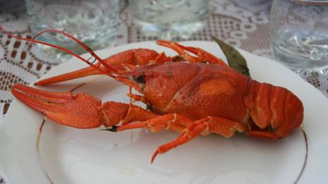 Årshoroskop 2025 för kräftan