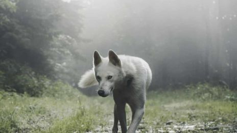 Asena: Den Vargmamma som Födde en Nation