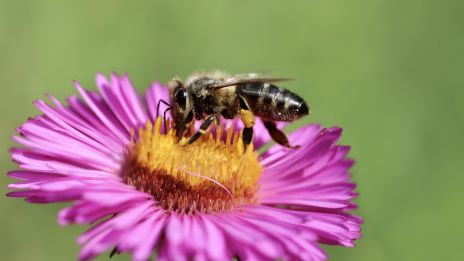Aster, en blomma av visdom och längtan