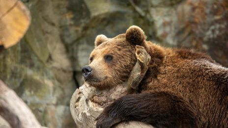 Björnen i indianernas horoskop
