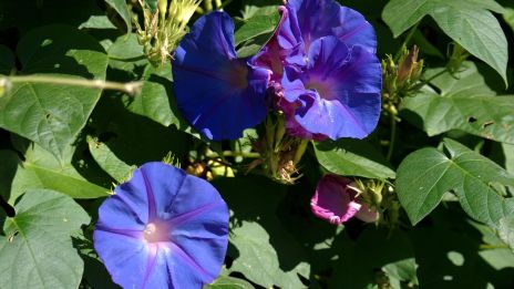 Blomma för dagen, en hälsning från nuets magi