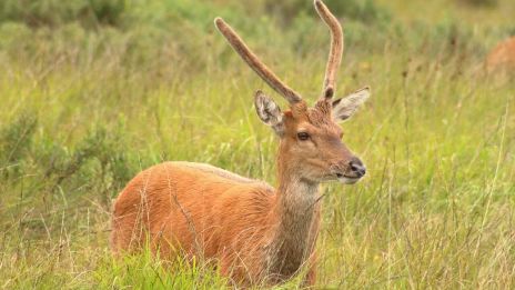 Bocken i det kinesiska horoskopet