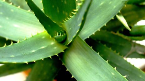 Aloe vera, en gåva från jorden
