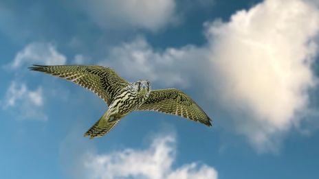 Dagens kraftdjur – Falk